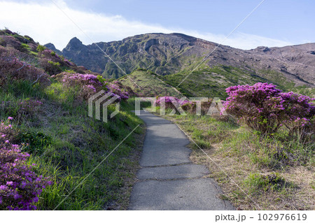 阿蘇仙酔峡のミヤマキリシマ 102976619