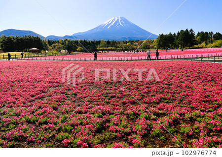 赤いシバザクラと富士山 赤いシバザクラと富士山 102976774