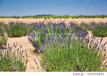 満開まじかのラベンダーファーム 102976803