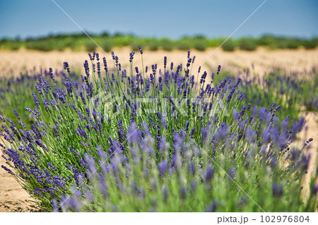 満開まじかのラベンダーファーム 満開まじかのラベンダーファーム 102976804