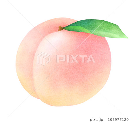 かわいい桃と葉のイラスト　新鮮でカラフルなフルーツ　水彩 102977120