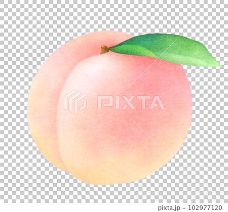 かわいい桃と葉のイラスト　新鮮でカラフルなフルーツ　水彩 102977120