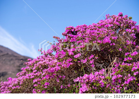 阿蘇仙酔峡のミヤマキリシマ 102977173
