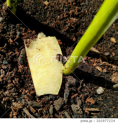 りんごに捕まるナミテントウ 102977214