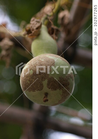ひょうたんの果実 ひょうたんの果実 102977265