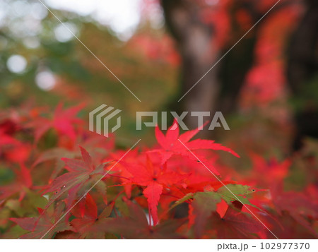 紅葉したもみじ 紅葉したもみじ 102977370