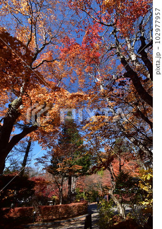 紅葉のピークを迎えた軽井沢 紅葉のピークを迎えた軽井沢 102977957