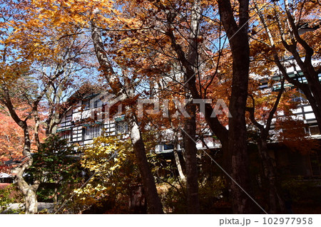紅葉のピークを迎えた軽井沢万平ホテル 紅葉のピークを迎えた軽井沢万平ホテル 102977958
