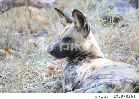 【ボツワナ】モアミ・ゲーム保護区 - ワイルドドッグ 【ボツワナ】モアミ・ゲーム保護区 - ワイルドドッグ 102978361