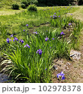 かきつばた3 102978378