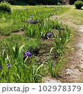 かきつばた4 102978379