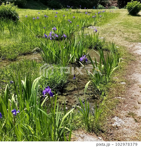 かきつばた4 102978379