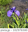 かきつばた5 102978380