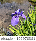かきつばた6 102978381