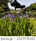 かきつばた7 102978382