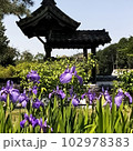 かきつばた8 102978383