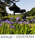 かきつばた9 102978384
