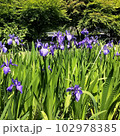 かきつばた10 102978385