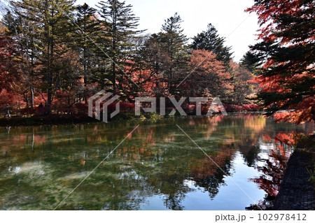 紅葉のピークを迎えた軽井沢雲場池 紅葉のピークを迎えた軽井沢雲場池 102978412