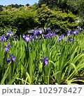 かきつばた11 102978427