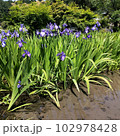 かきつばた12 102978428