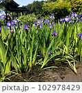 かきつばた13 102978429