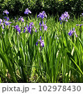 かきつばた14 102978430