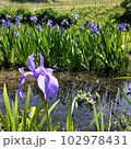 かきつばた15 102978431
