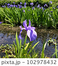 かきつばた16 102978432