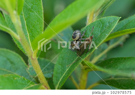 ガガンボを捕食するハエトリグモ（ネコハエトリ） 102978575