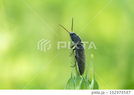草の上のコメツキムシ（ホソサビキコリ） 102978587