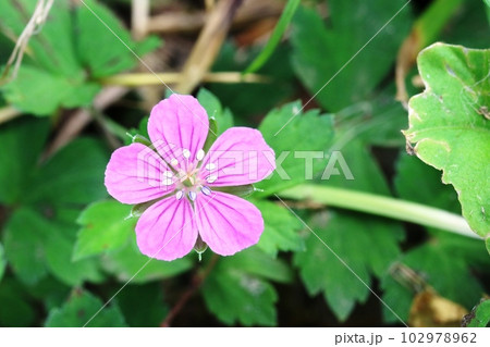 ピンク色のアカバナゲンノショウコ（赤花現の証拠） 102978962