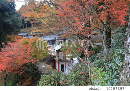 四国霊場第66番札所「雲辺寺」本堂付近の紅葉 四国霊場第66番札所「雲辺寺」本堂付近の紅葉 102978974