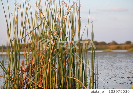 【ボツワナ】Boteti Rever 102979030