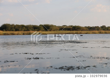 【ボツワナ】Boteti Rever 【ボツワナ】Boteti Rever 102979036