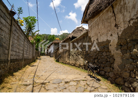 トゥガナン村の路地裏を歩く野良犬 トゥガナン村の路地裏を歩く野良犬 102979116