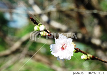 ジュウガツザクラ（十月桜）咲き始め 102979124