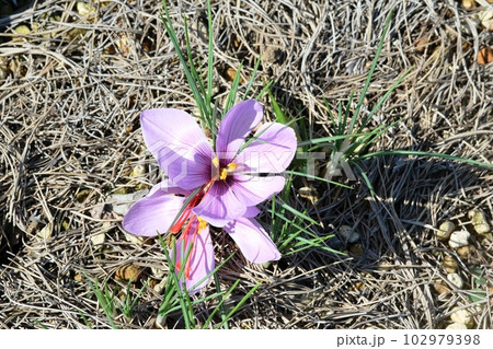 赤い雌しべが長い サフラン 102979398