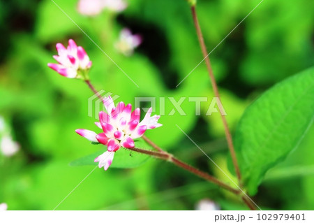 ミゾソバ(溝蕎麦)咲き始め ミゾソバ(溝蕎麦)咲き始め 102979401