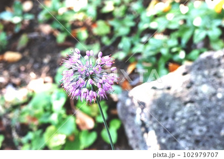 ヤマラッキョウの花 102979707