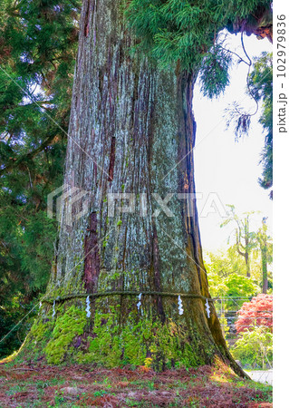 村山浅間神社大杉 村山浅間神社大杉 102979836