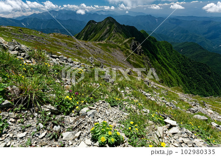 高山植物咲く夏の南アルプス・仙丈ヶ岳から見る仙塩尾根 102980335
