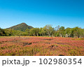 岡山県　寄島干拓地に広がるアッケシソウ 102980354