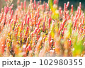 珊瑚のように光る　寄島干拓地のアッケシソウ 102980355