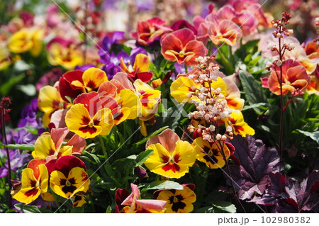 陽春 気高く咲きほこれ 102980382