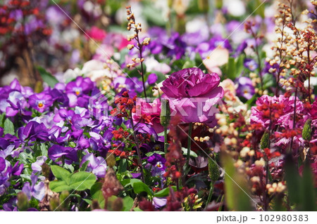 鮮やかに咲き誇る花たち 鮮やかに咲き誇る花たち 102980383