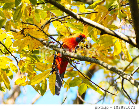 Crimson rosella having a lunch  102981073