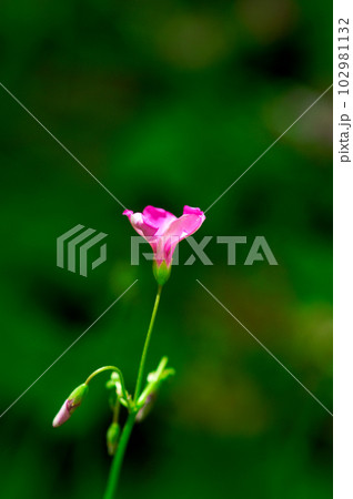 花弁が展開中の芋片喰(いもかたばみ)の花 花弁が展開中の芋片喰(いもかたばみ)の花 102981132