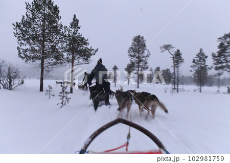 Dog sledding in Norway Dog sledding in Norway 102981759