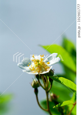 信濃川・やすらぎ堤の野薔薇の花 102981777